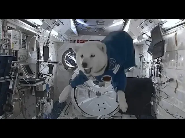 动物在失重的环境会怎么样?猫咪反应最夸张,狗狗让人哭笑不得!